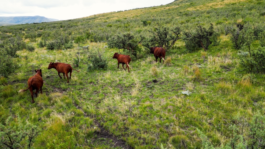 4 Bedroom Property for Sale in Lady Grey Eastern Cape